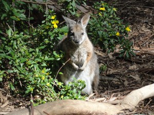 Wallaby